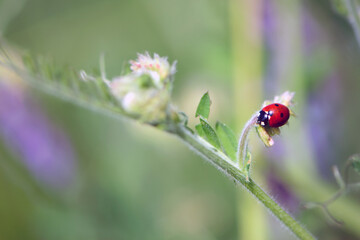 Coccinellidae is a widespread, Ladybird beetle, ladybugs. red beetle with black dots. insects in the wild. natural background. macro nature. ladybug sitting on a meadow plant