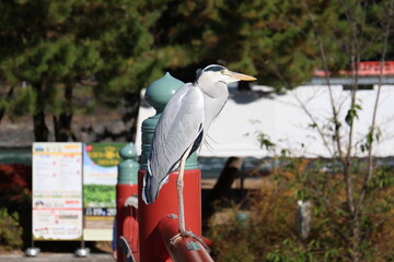 近寄っても逃げないアオサギ