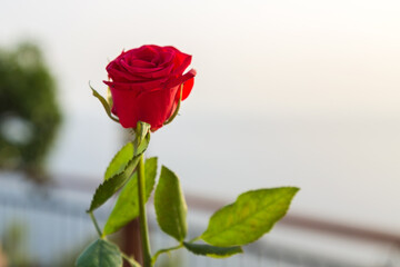 One red rose on the background sea, close-up.
