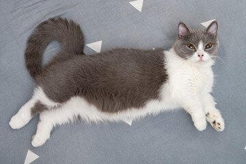 british short hair cat lying on the bed comfortablely