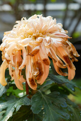 faded ochre color chrysanthemum flower in the outdoor vertical composition