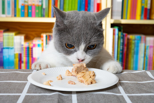 Cat Smelling Dish Of Canned Fish