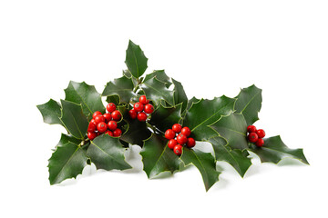 Christmas Holly With Red Berries.