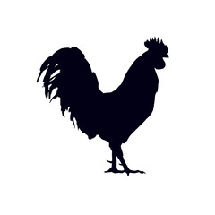rooster isolated on white background
