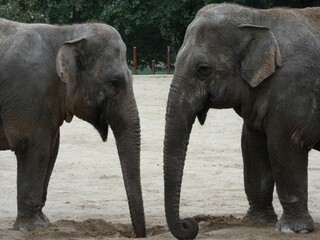 Eléphants en face à face  
