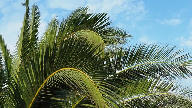 Palm branches sway in the wind. Sunny weather. Vacation at the resort. Coconut and date leaves sway. The blue sky. Tourism and travel to tropical places. Montenegro, Meljine, palm trees near the
