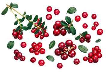 Lingonberry vaccinium vitis-idaea, top view isolated png - obrazy, fototapety, plakaty