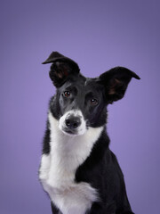 Obraz premium dog on purple background. Border collie dog with funny muzzle, emotion
