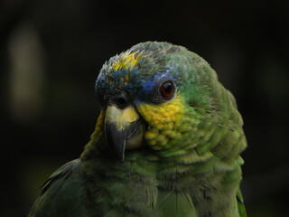 Parrot in Brazilian Amazon fauna