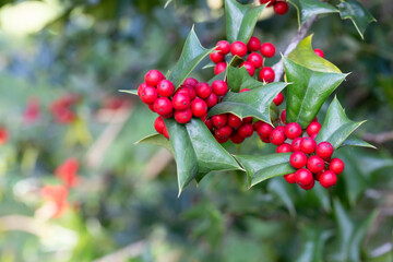 Ilex aquifolia Interior decoration for Christmas. Green Bush with red berries