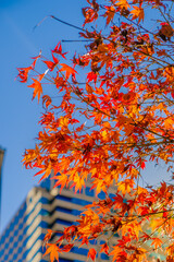 もみじ、紅葉、椛、
Maple、
Autumn leaves