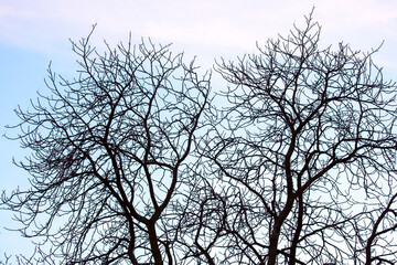 tree branches without leaves against the blue sky. autumn season in nature
