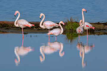 Pink flamingo of the circeo national park