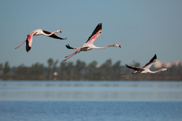 Pink flamingo of the circeo national park