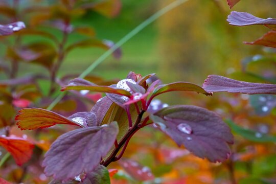Beautiful view of a cornus sanguinea with water drops