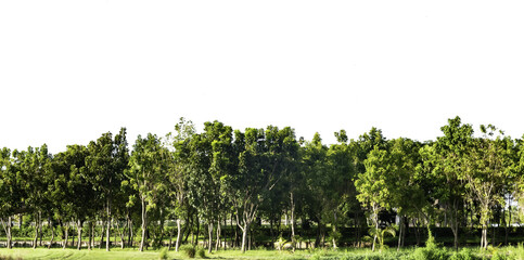 Fototapeta na wymiar Isolated set of trees in a small forest with transparent background. Tree for landscape design, PNG.