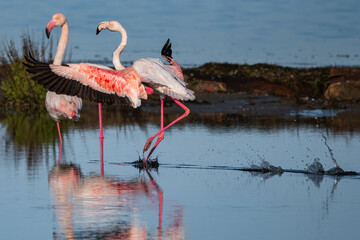 Pink flamingo of the circeo national park