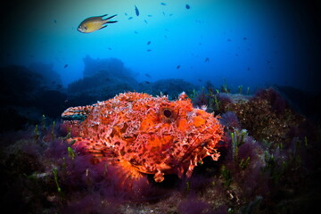 Fototapeta na wymiar Red Scorpionfish on Santa Maria Azores