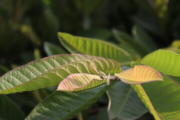 Obraz premium Guava leaves of a guava tree in sunlight in the garden 
