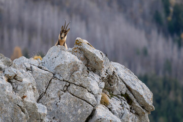 Chamois of the apennines central