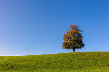 Fototapeta na wymiar Landscape view of green grass field on slope hill under blue clear sky in Autumn, Terrain hillside with one single tree and warm sunlight in the afternoon, Nature background with ree copy space.