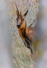 Chamois of the apennines central