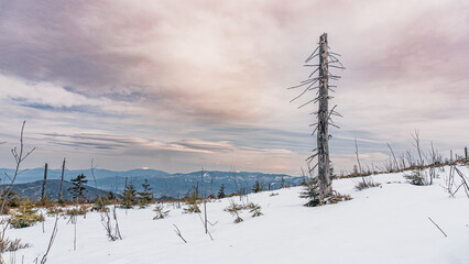 Góry zimą, Beskid Śląski w Polsce widok z Baraniej Góry - obrazy, fototapety, plakaty