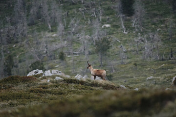 Chamois of the apennines central