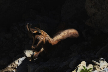 Chamois of the central apennines
