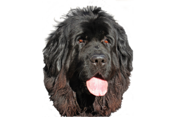 Portrait einer sechsjährigen schwarzen Neufundländerhündin , freigestellt
