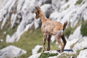 Chamois of the central apennines
