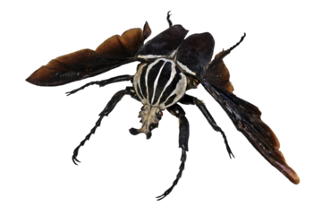 Präparat eines fliegenden männlichen Goliath-Käfers (Goliathus goliatus), freigestellt