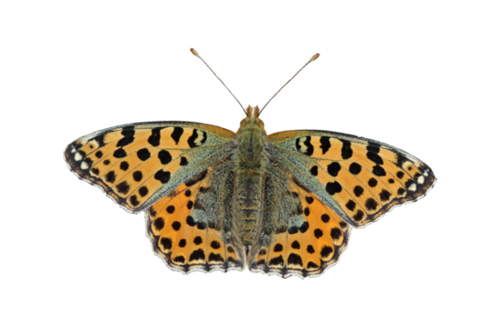 Kleiner Perlmutterfalter (Issoria lathonia), freigestellt