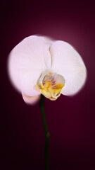 Obraz premium Orchid Pink, Macro Photography, Fine Art Floral Photography, Red Background, Flower Photography