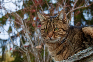 Uriage les Bains, Isere, Rhone-Alpes, France, 20 11 2022 outdoor portrait of a tabby colored tabby...