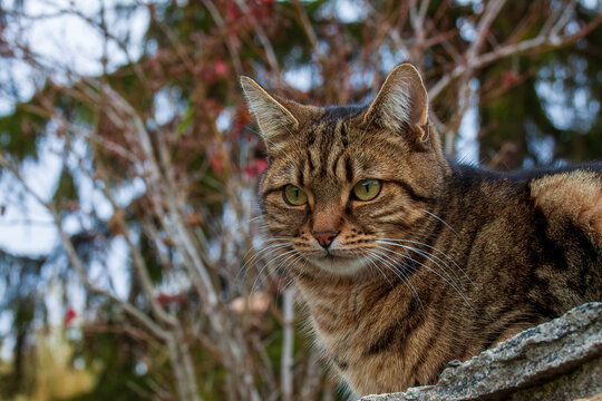 Uriage les Bains, Isere, Rhone-Alpes, France, 20 11 2022 outdoor portrait of a tabby colored tabby domestic cat
