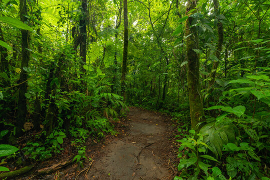 Narrow path through green trees in jungle