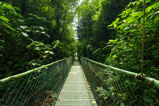 Fototapeta Suspension bridge in green jungle