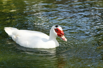 Muscovy duck swimming outdoors in a pond