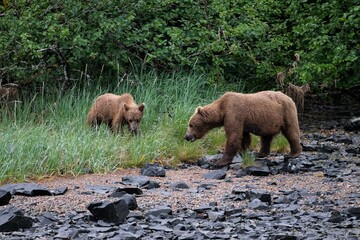  Eine Grizzly-Bärenmutter mit einem Jungen an der Küste von Katmai, Alaska