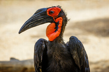looking for a beautiful hornbill © Markus