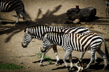 a nice herd of zebras