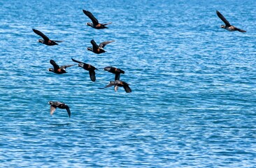 Harlekin Enten Im Flug über dem blauen Meer - Alaska