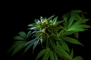 Medical marijuana plant close up. Bud blooming with abundant trichomes on a black background