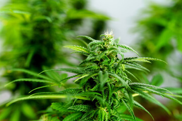 Medical marijuana plant close up. Bud blooming with trichomes
