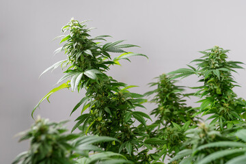 Close-up of a cannabis plant on a grey background. Bud blooming with trichomes