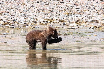 Ein wenige Monate alter, niedlicher Grizzlybär an der Küste von Katmai