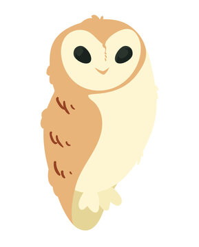 cute owl baby