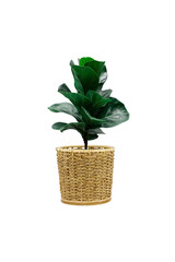 A Fiddle Leaf Fig or Ficus lyrata indoor potted plant with large, green, shiny leaves planted in a rattan basket isolated on white background with clipping path.
