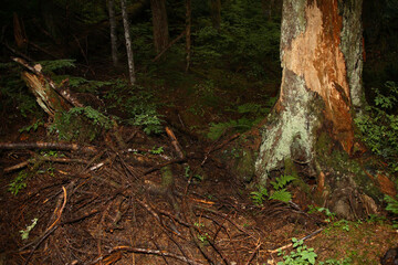 Küstenregenwald - Strathcona Park - Kanada / Coastal Rainforest - Strathcona Park - Canada /